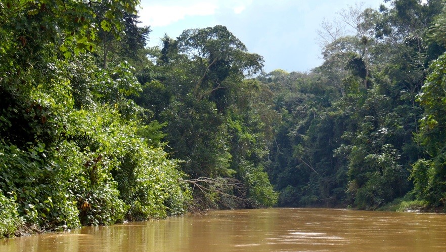 Where the jungle meets the Rio Pariamanu, a tributary of the Rio Madre de Dios.