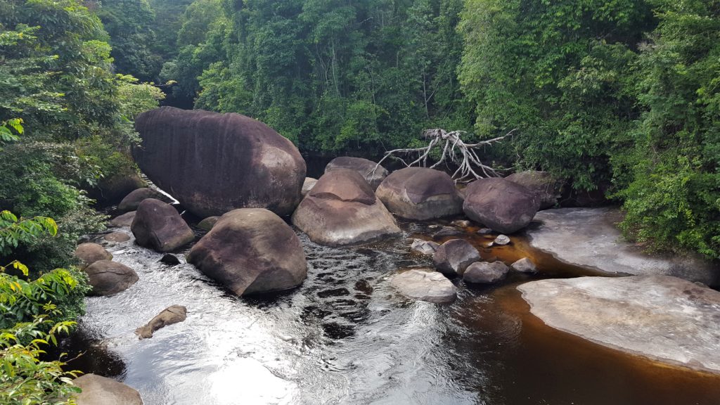 Contact Us Amazon Tropics