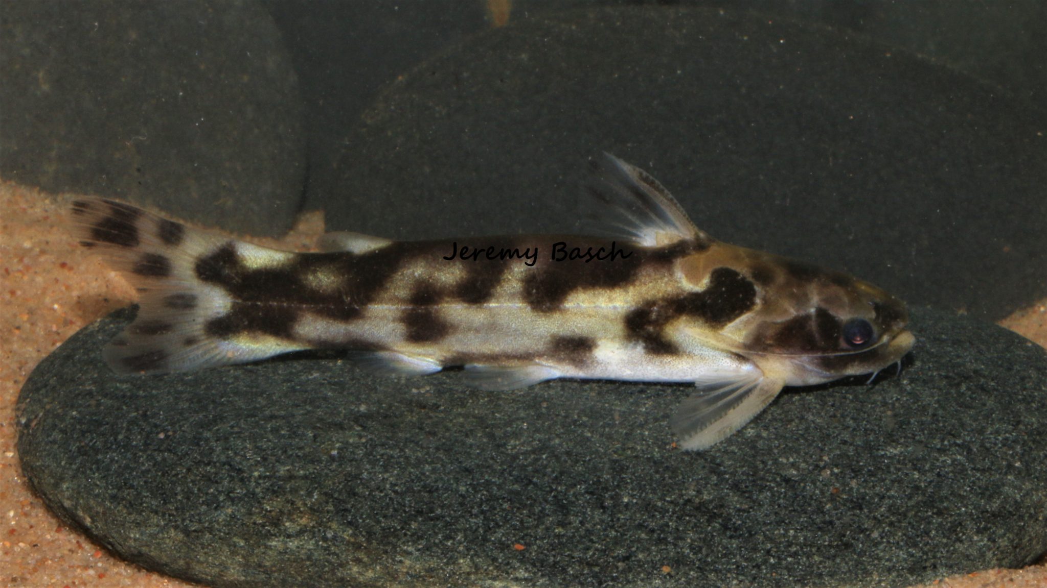 Fall Surprise Amazon Tropics